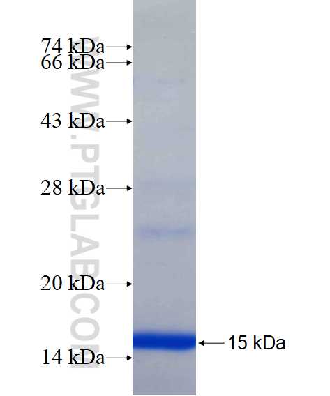 SYNGR4 fusion protein Ag15865 SDS-PAGE