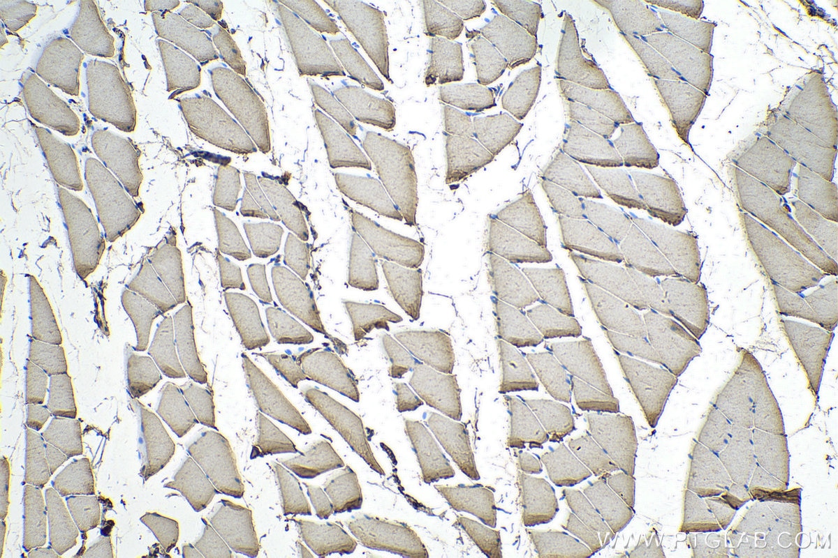 IHC staining of rat skeletal muscle using 24677-1-AP