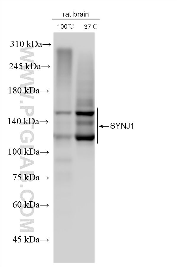 WB analysis using 87620-1-RR Western Blot (WB) analysis of various lysates using SYNJ1 Recombinant monoclonal antibody (87620-1-RR)