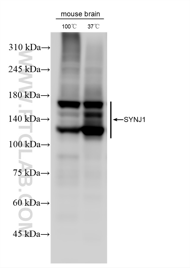 WB analysis using 87620-1-RR Western Blot (WB) analysis of various lysates using SYNJ1 Recombinant monoclonal antibody (87620-1-RR)