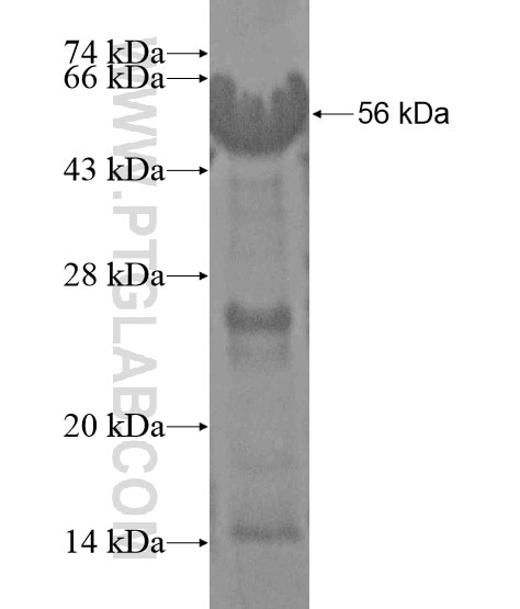 SYNJ1 fusion protein Ag20364 SDS-PAGE