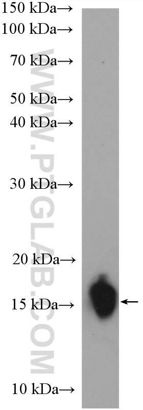 Western Blot (WB) analysis of mouse lung tissue using SYNJ2BP Polyclonal antibody (15666-1-AP)