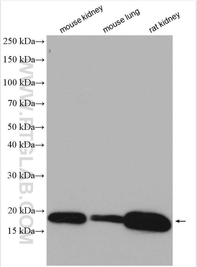Western Blot (WB) analysis of various lysates using SYNJ2BP Polyclonal antibody (15666-1-AP)
