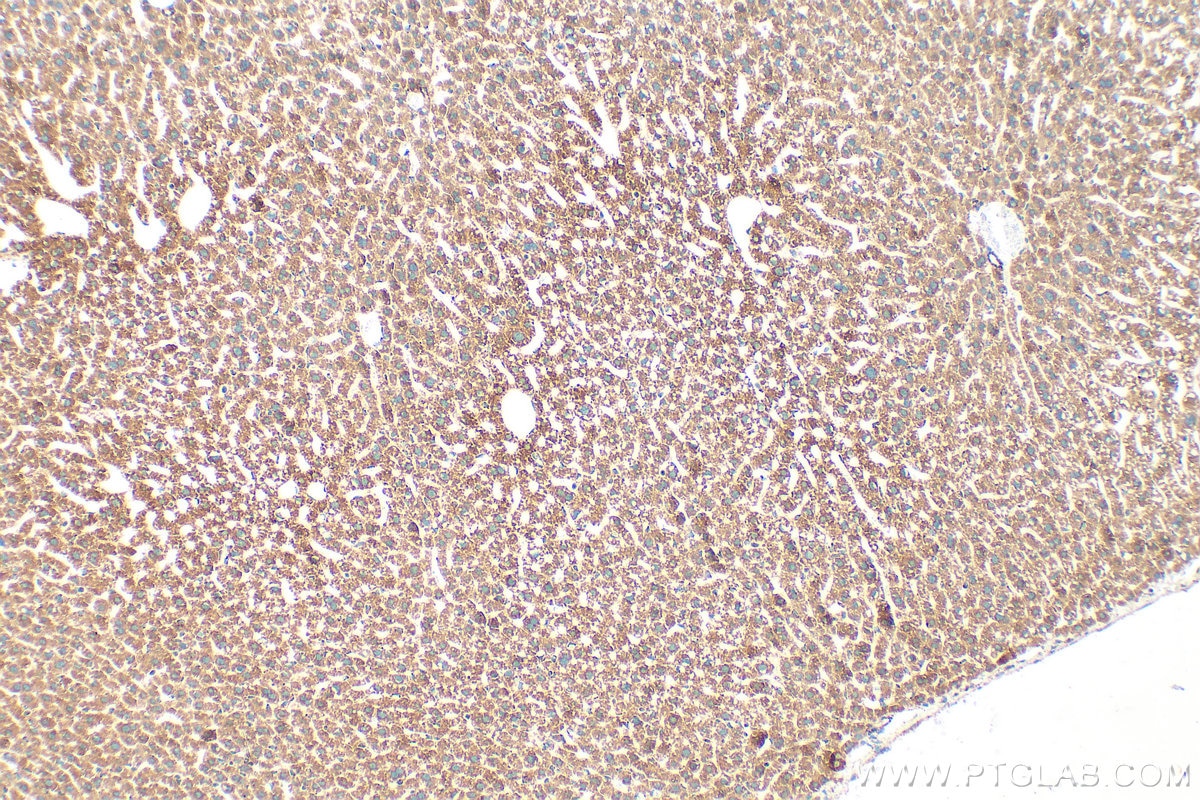 Immunohistochemistry (IHC) staining of mouse liver tissue using Multi-rAb® SYNJ2BP Multi-Recombinant antibody (RMX00068)