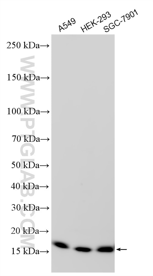 Western Blot (WB) analysis of various lysates using Multi-rAb® SYNJ2BP Multi-Recombinant antibody (RMX00068)