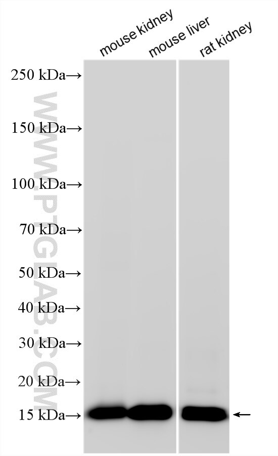 Western Blot (WB) analysis of various lysates using Multi-rAb® SYNJ2BP Multi-Recombinant antibody (RMX00068)