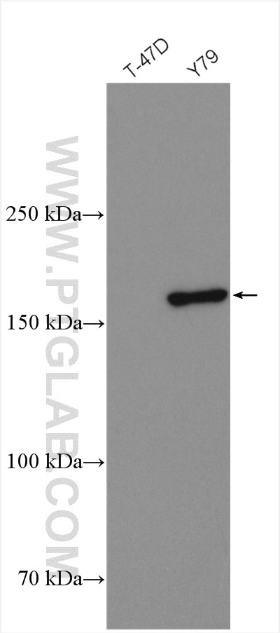 Western Blot (WB) analysis of various lysates using SYNM Polyclonal antibody (20735-1-AP)