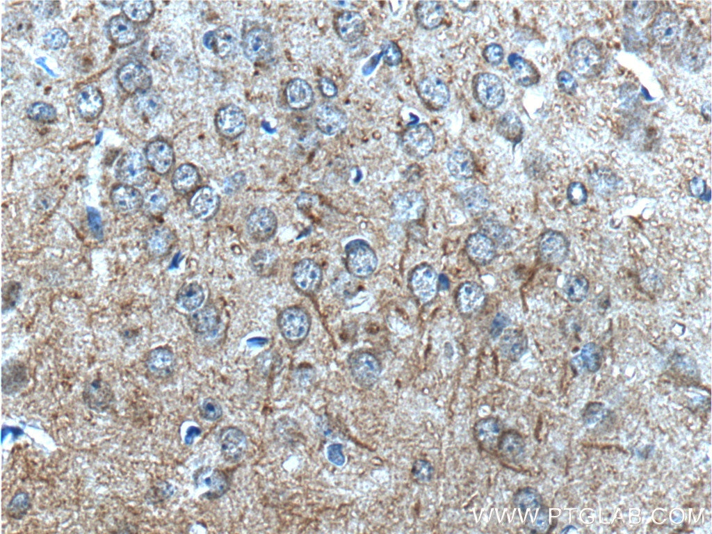 Immunohistochemistry (IHC) staining of mouse brain tissue using SYNPO Polyclonal antibody (21064-1-AP)