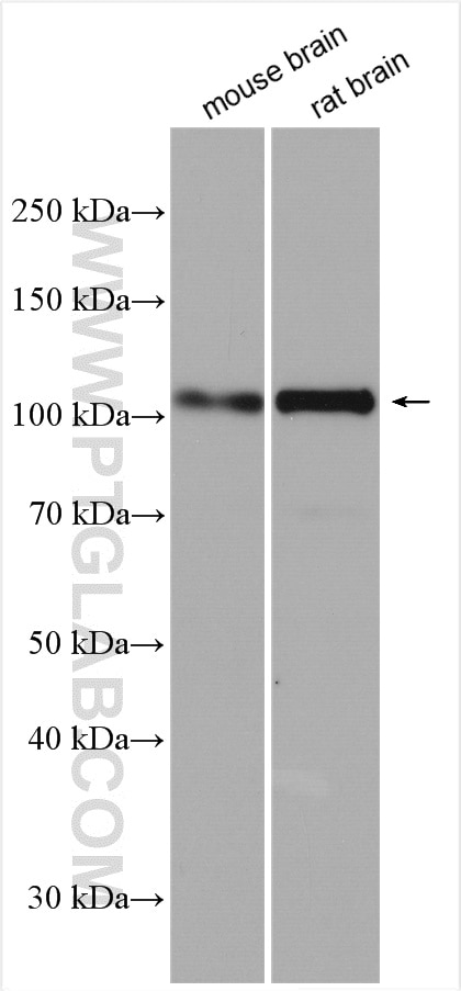 Western Blot (WB) analysis of various lysates using SYNPO Polyclonal antibody (29662-1-AP)