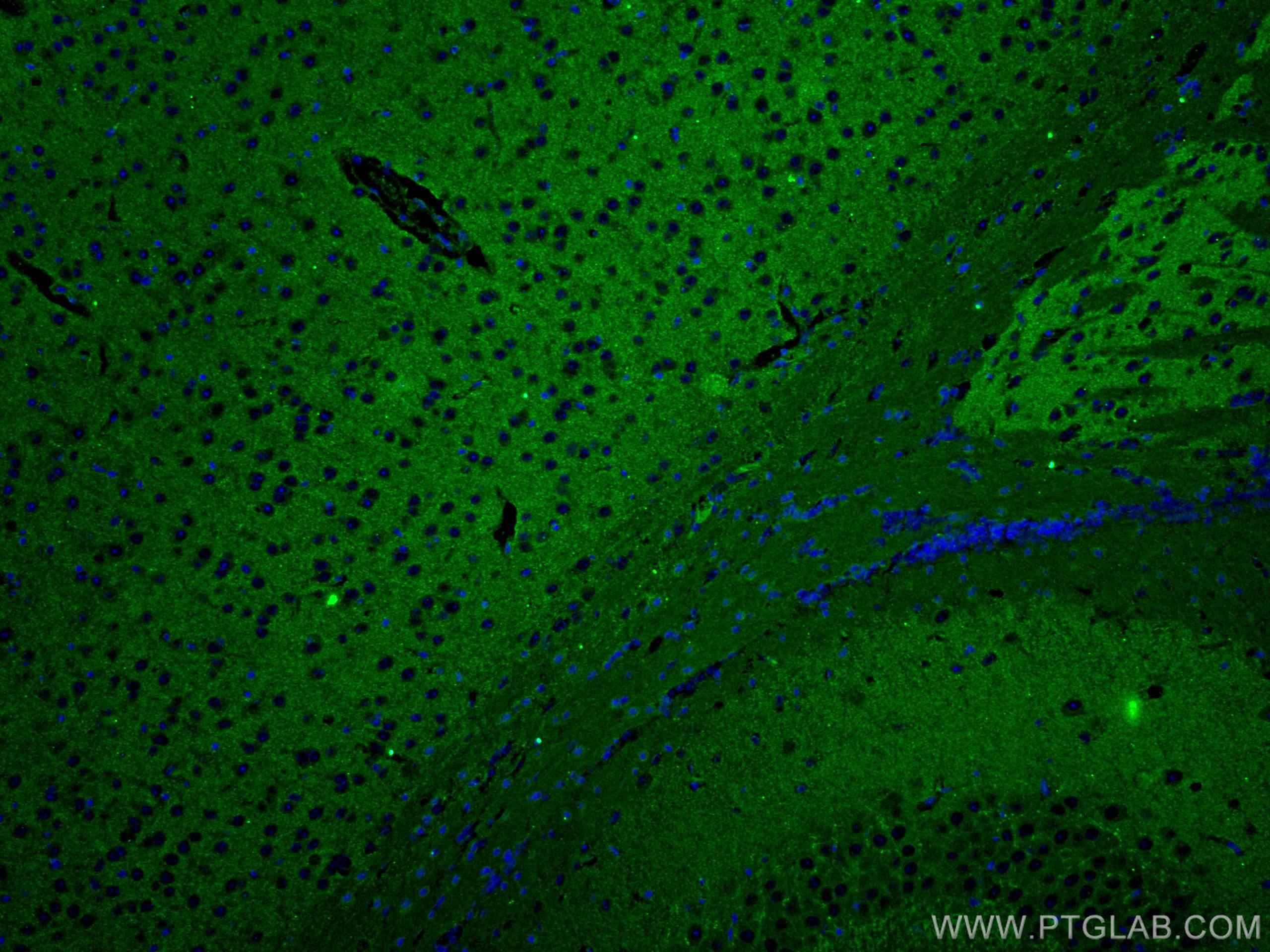 Immunofluorescence (IF) / fluorescent staining of mouse brain tissue using SYNPO Monoclonal antibody (67339-1-Ig)