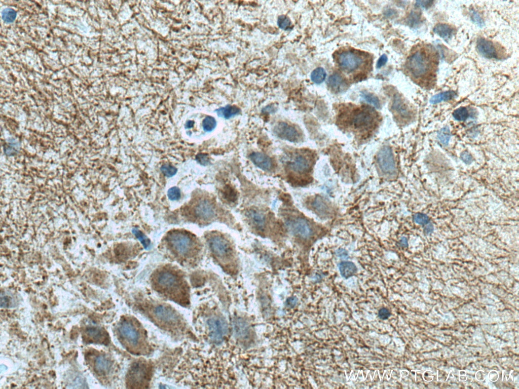 Immunohistochemistry (IHC) staining of rat brain tissue using SYNPO Monoclonal antibody (67339-1-Ig)