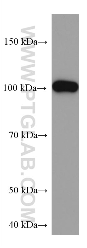 Western Blot (WB) analysis of rat brain tissue using SYNPO Monoclonal antibody (67339-1-Ig)