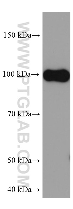 Western Blot (WB) analysis of mouse brain tissue using SYNPO Monoclonal antibody (67339-1-Ig)