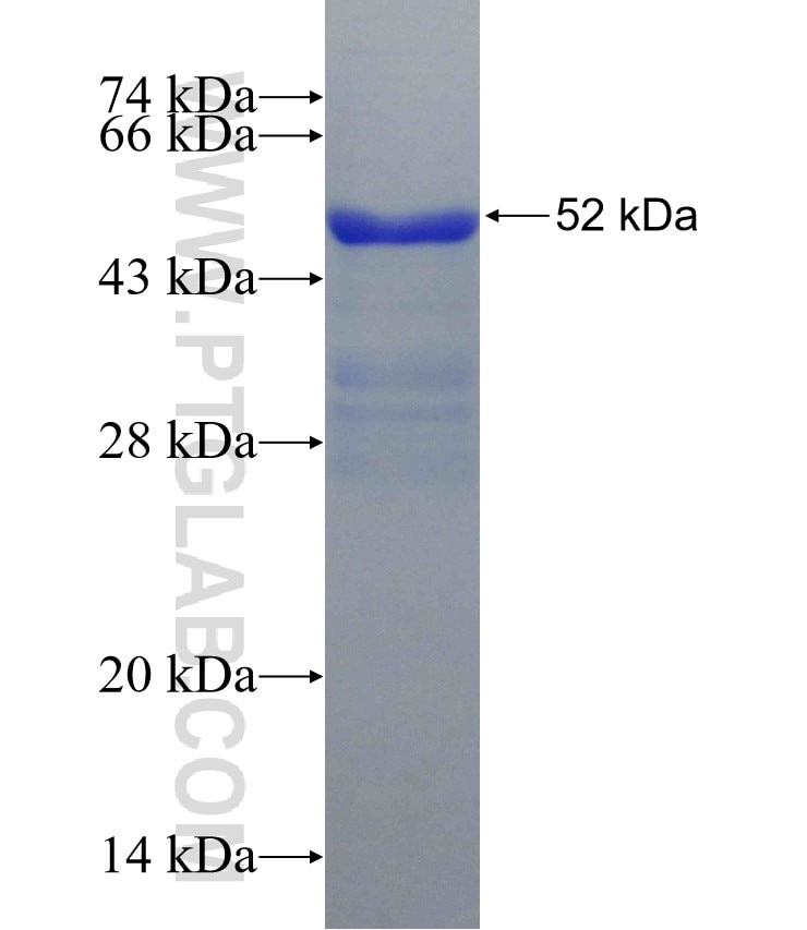 SYNPO fusion protein Ag31287 SDS-PAGE