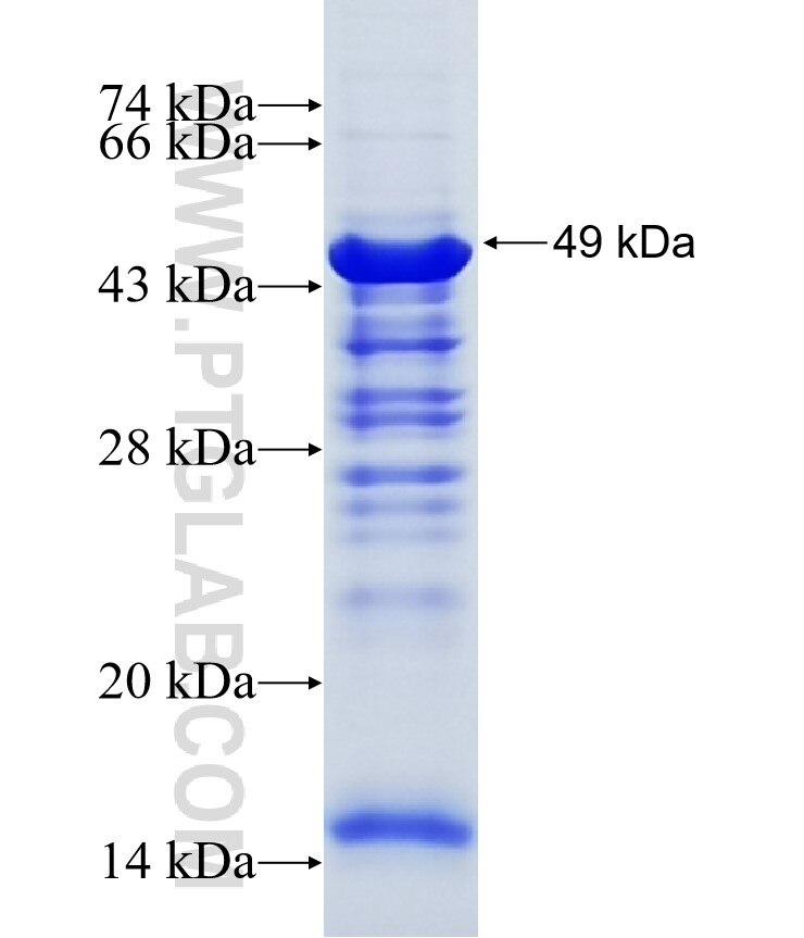 SYNPO fusion protein Ag15089 SDS-PAGE