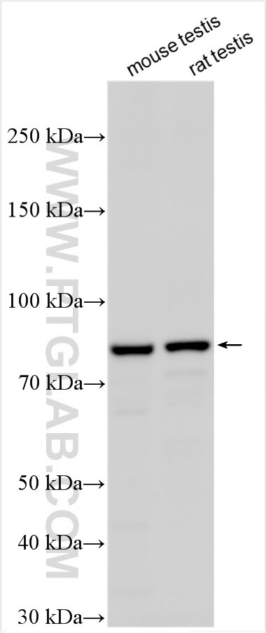 Western Blot (WB) analysis of various lysates using SYNPO2L Polyclonal antibody (21480-1-AP)
