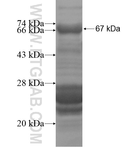 SYNPO2L fusion protein Ag15683 SDS-PAGE
