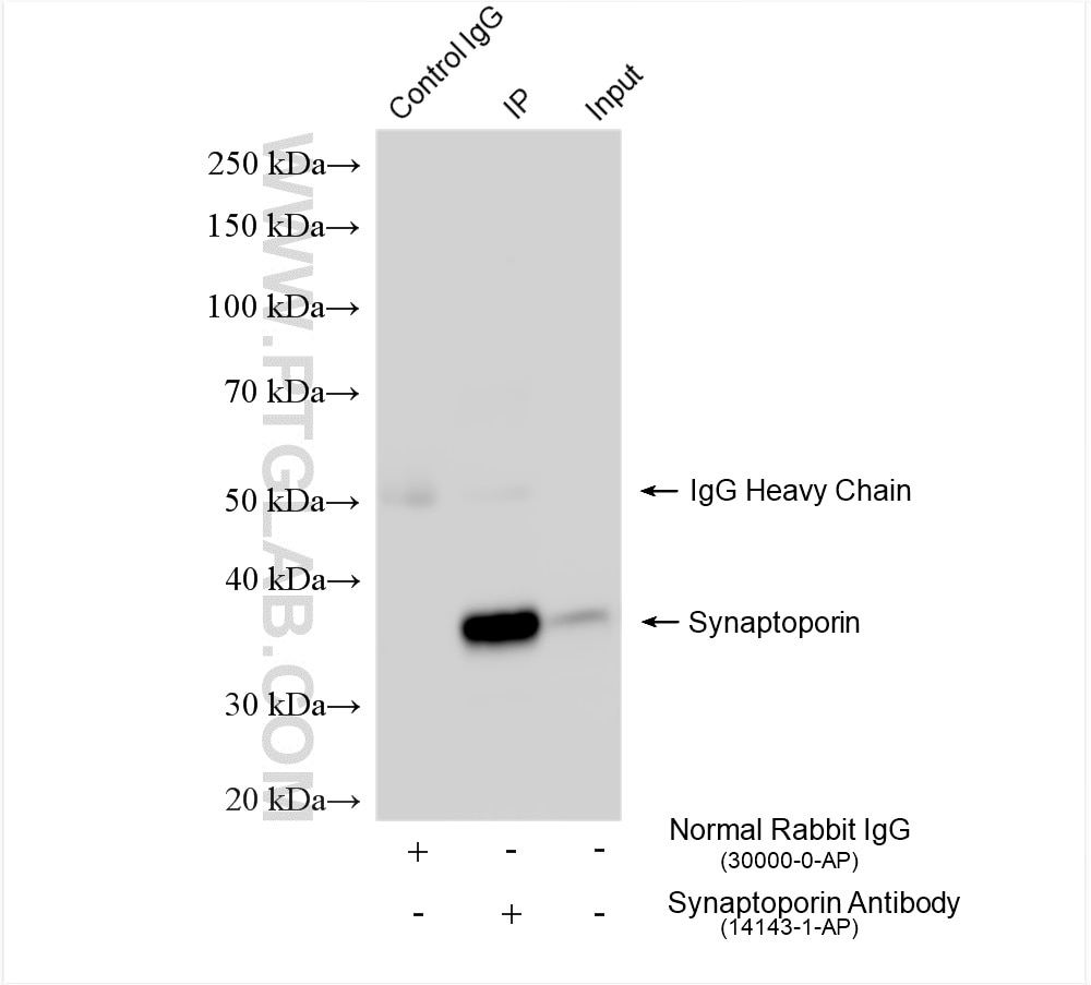 Immunoprecipitation (IP) experiment of mouse brain tissue using Synaptoporin Polyclonal antibody (14143-1-AP)