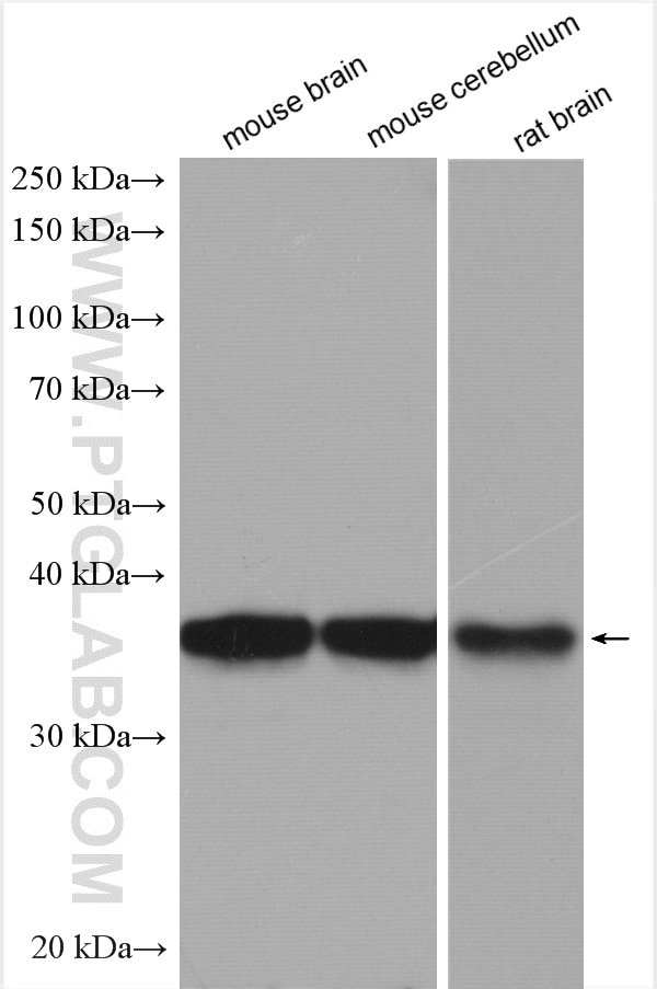Western Blot (WB) analysis of various lysates using Synaptoporin Polyclonal antibody (14143-1-AP)