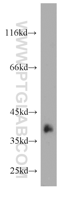 Western Blot (WB) analysis of mouse cerebellum tissue using Synaptoporin Polyclonal antibody (14143-1-AP)