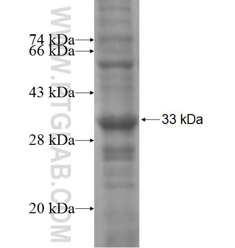 SYNPR fusion protein Ag5307 SDS-PAGE
