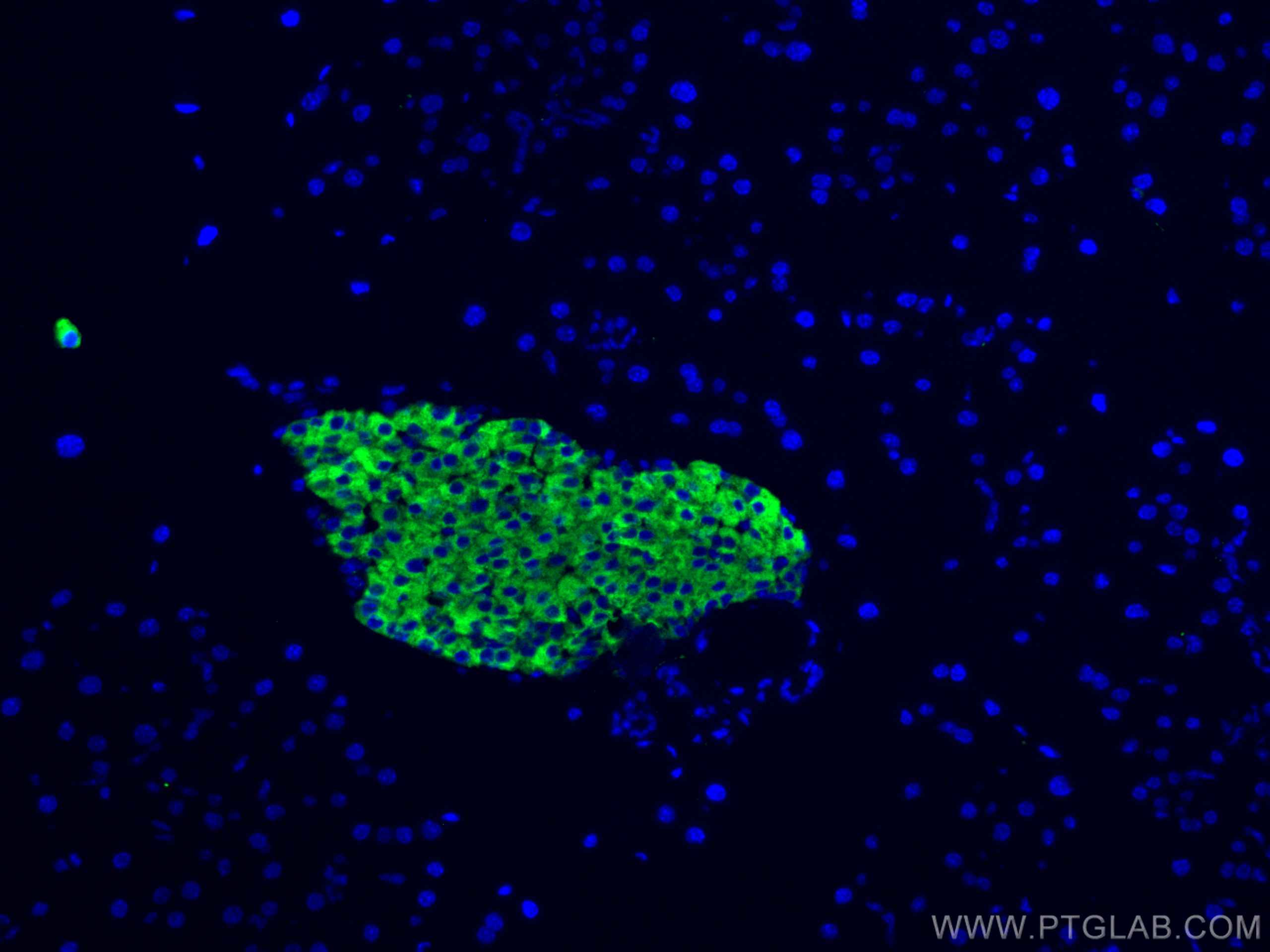 Immunofluorescence (IF) / fluorescent staining of mouse pancreas tissue using Synaptophysin Polyclonal antibody (17785-1-AP)