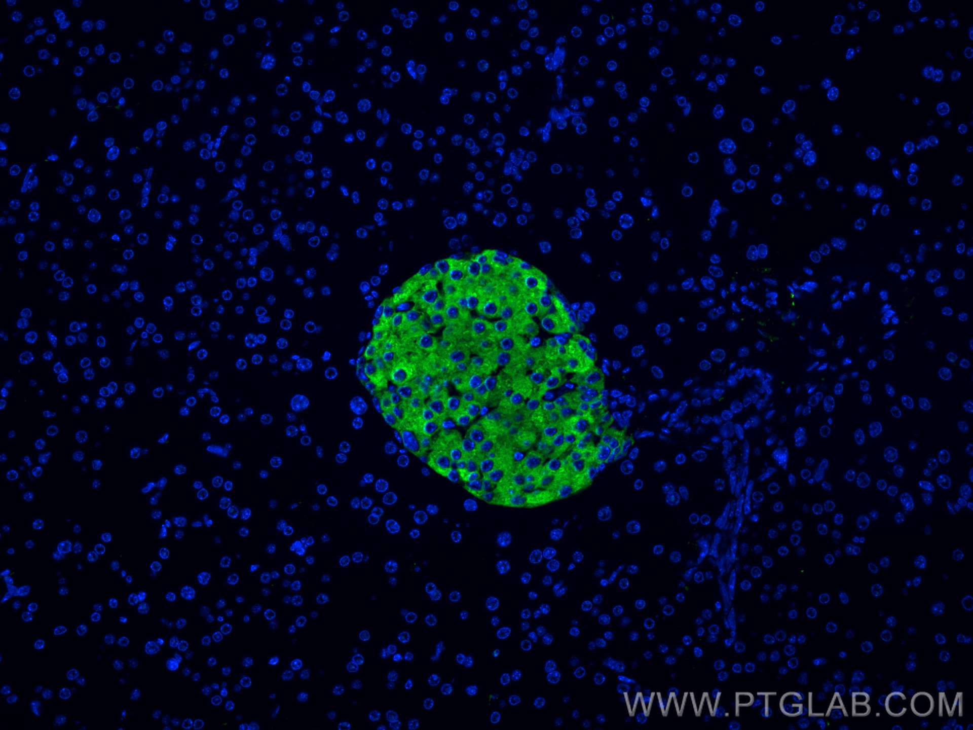 Immunofluorescence (IF) / fluorescent staining of mouse pancreas tissue using Synaptophysin Polyclonal antibody (17785-1-AP)