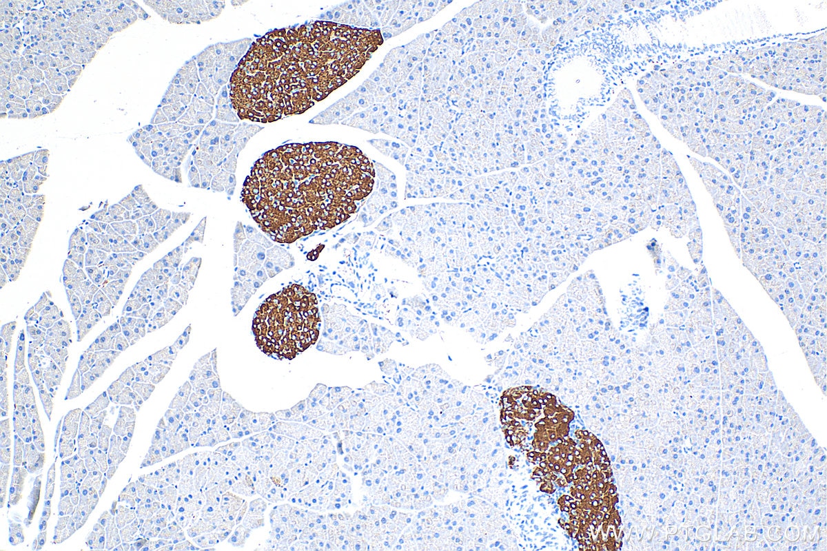 Immunohistochemistry (IHC) staining of mouse pancreas tissue using Synaptophysin Polyclonal antibody (17785-1-AP)