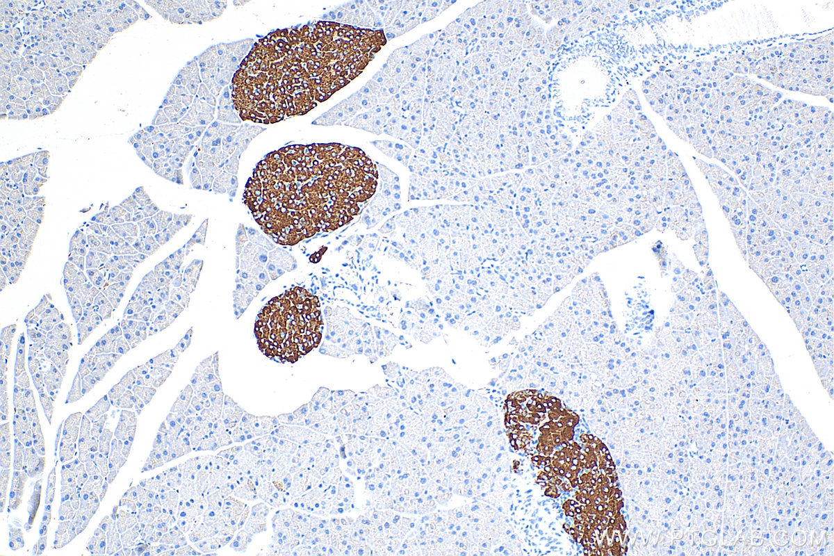 IHC staining of mouse pancreas using 17785-1-AP