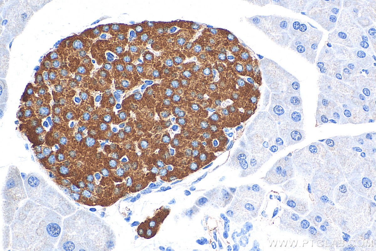 Immunohistochemistry (IHC) staining of mouse pancreas tissue using Synaptophysin Polyclonal antibody (17785-1-AP)