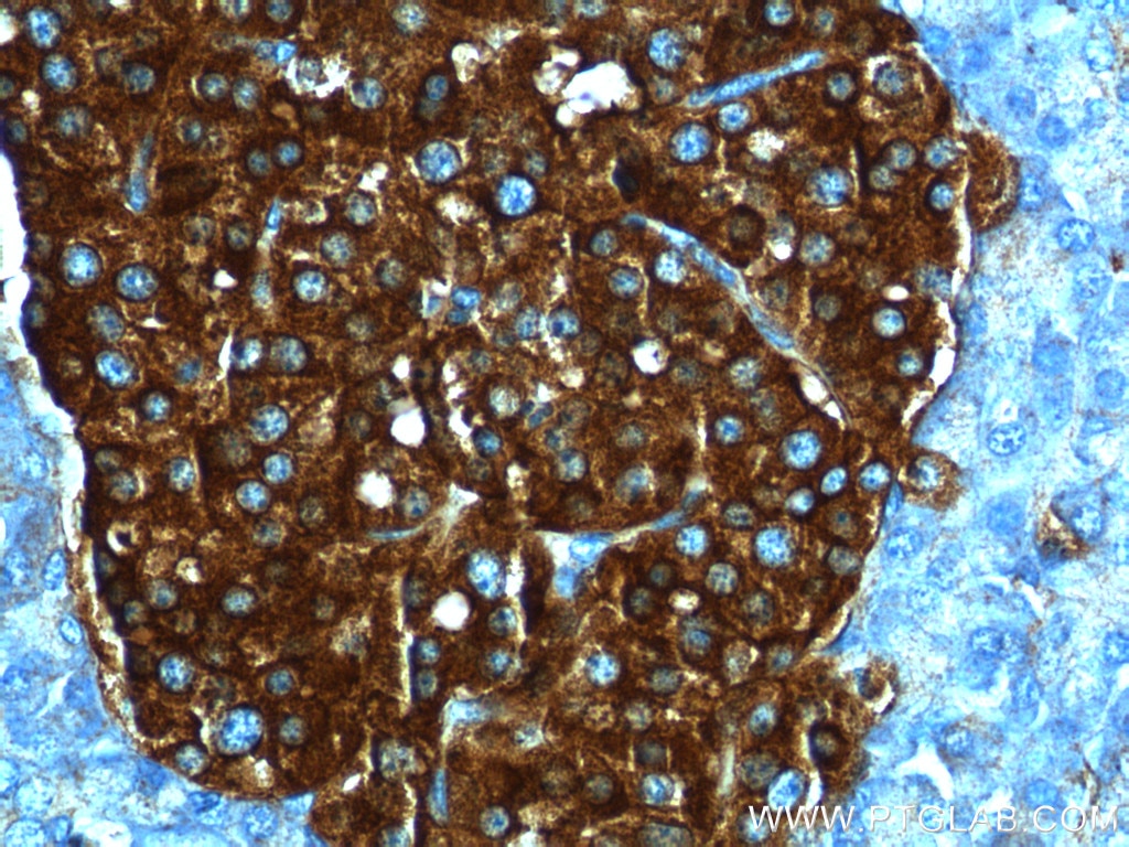 Immunohistochemistry (IHC) staining of human pancreas tissue using Synaptophysin Polyclonal antibody (17785-1-AP)