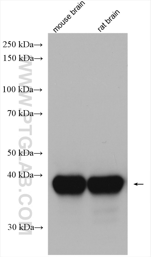 Western Blot (WB) analysis of various lysates using Synaptophysin Polyclonal antibody (17785-1-AP)