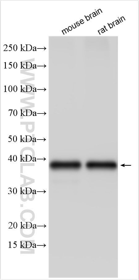 Western Blot (WB) analysis of various lysates using Synaptophysin Polyclonal antibody (17785-1-AP)