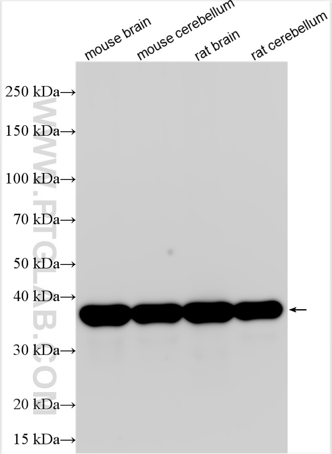 Western Blot (WB) analysis of various lysates using Synaptophysin Polyclonal antibody (17785-1-AP)