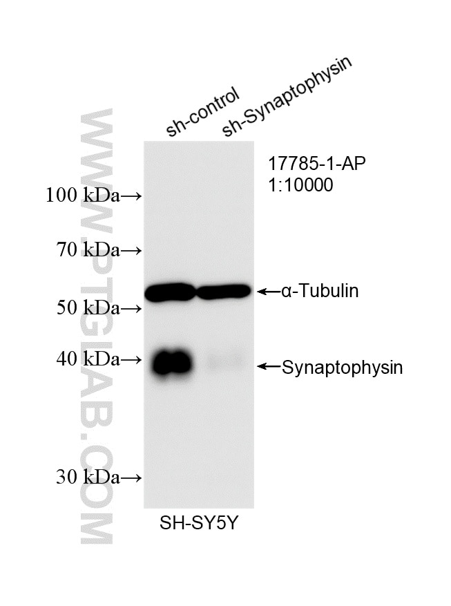 WB result of Synaptophysin antibody (17785-1-AP; 1:10000; incubated at room temperature for 1.5 hours) with sh-Control and sh-Synaptophysin transfected SH-SY5Y cells. Western Blot (WB) analysis of SH-SY5Y cells using Synaptophysin Polyclonal antibody (17785-1-AP)