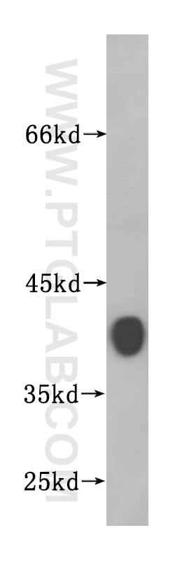 Western Blot (WB) analysis of mouse cerebellum tissue using Synaptophysin Polyclonal antibody (17785-1-AP)