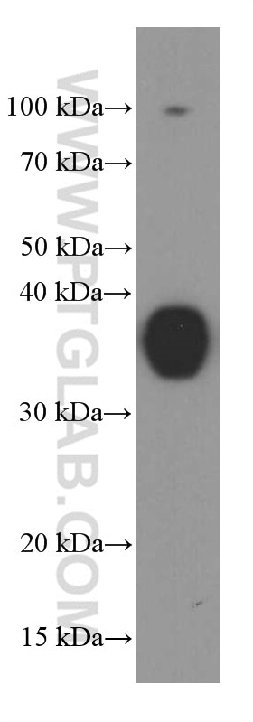 Western Blot (WB) analysis of fetal human brain tissue using Synaptophysin Monoclonal antibody (60191-1-Ig)