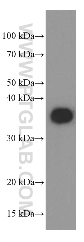 Western Blot (WB) analysis of SH-SY5Y cells using Synaptophysin Monoclonal antibody (60191-1-Ig)