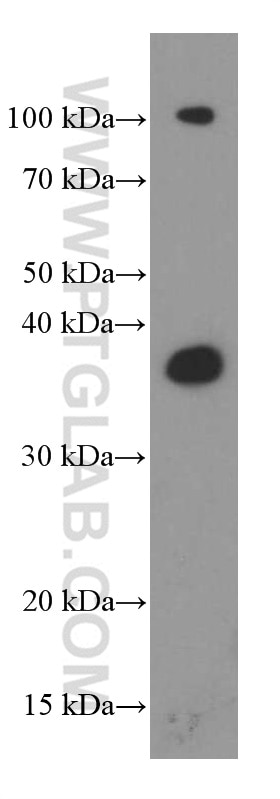 Western Blot (WB) analysis of pig brain tissue using Synaptophysin Monoclonal antibody (60191-1-Ig)