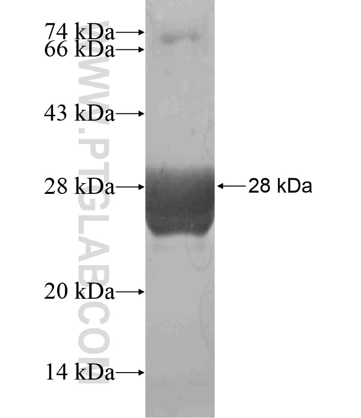 SYPL1 fusion protein Ag18482 SDS-PAGE