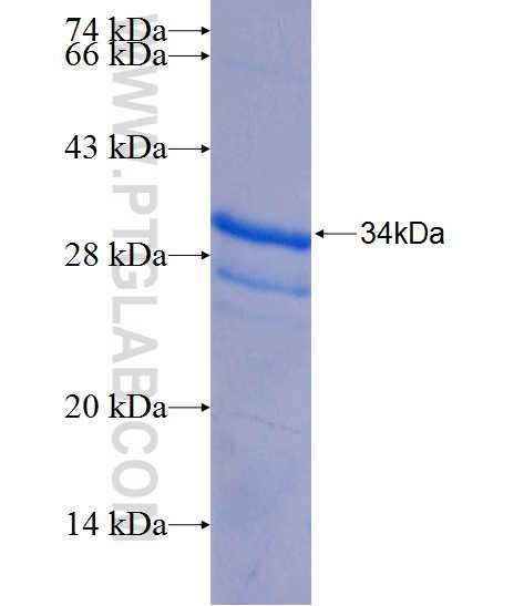 SYS1 fusion protein Ag24719 SDS-PAGE