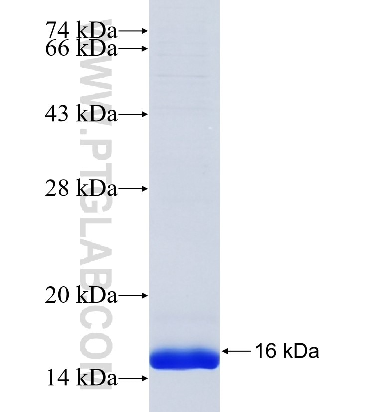 SYS1 fusion protein Ag24723 SDS-PAGE SYS1 fusion protein Ag24723 SDS-PAGE