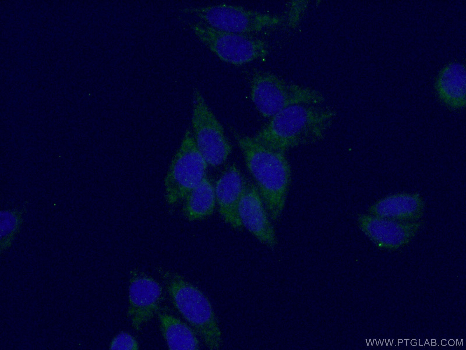 Immunofluorescence (IF) / fluorescent staining of HepG2 cells using Synaptotagmin-1 Polyclonal antibody (14511-1-AP)