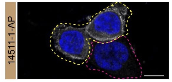 Immunofluorescence (IF) / fluorescent staining of HCT 116 cells using Synaptotagmin-1 Polyclonal antibody (14511-1-AP)