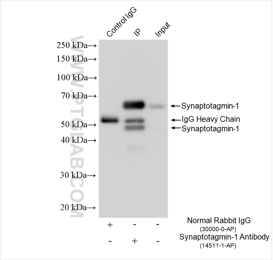 Immunoprecipitation (IP) experiment of mouse cerebellum tissue using Synaptotagmin-1 Polyclonal antibody (14511-1-AP)