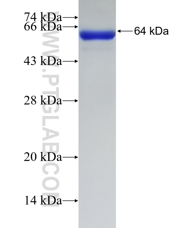 SYT1 fusion protein Ag5970 SDS-PAGE