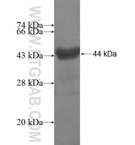 SYT1 fusion protein Ag6071 SDS-PAGE