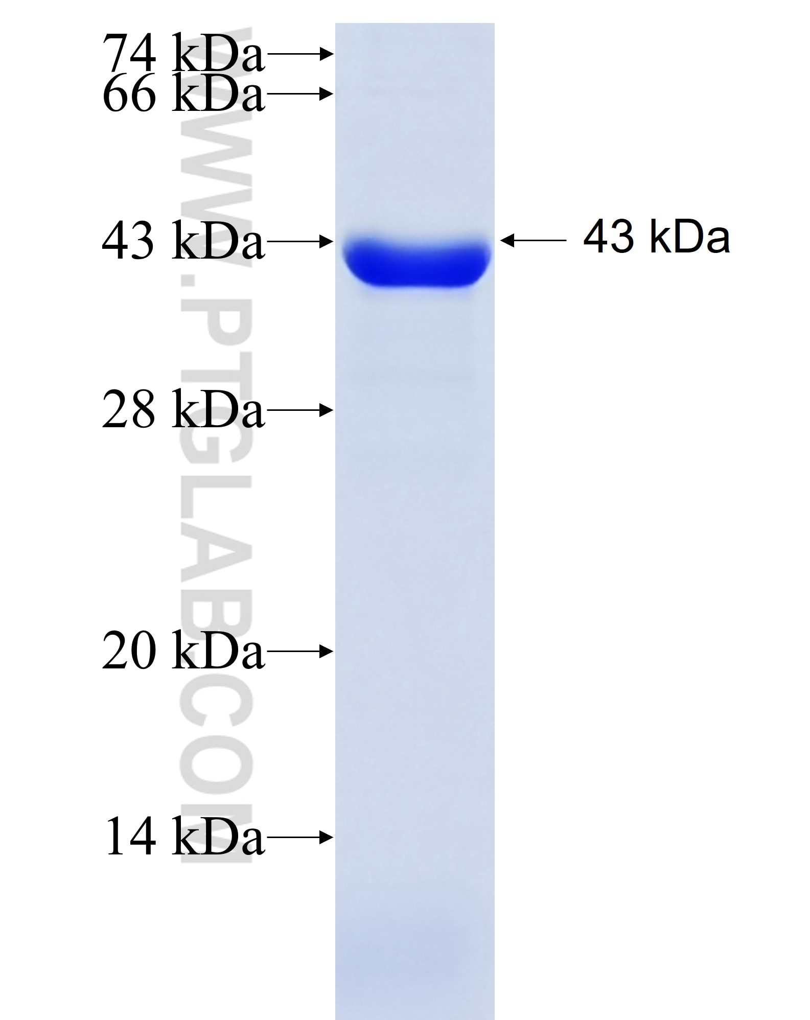 SYT1 fusion protein Ag6071 SDS-PAGE