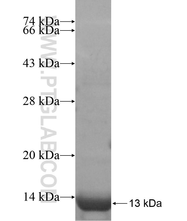 SYT10 fusion protein Ag17106 SDS-PAGE