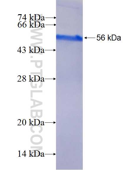 SYT11 fusion protein Ag2663 SDS-PAGE